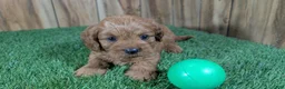 Cavapoo dogs for sale: Harlow Boy 1  - Ad 1