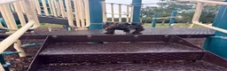 American Bully dogs for sale: Koda - Ad 3