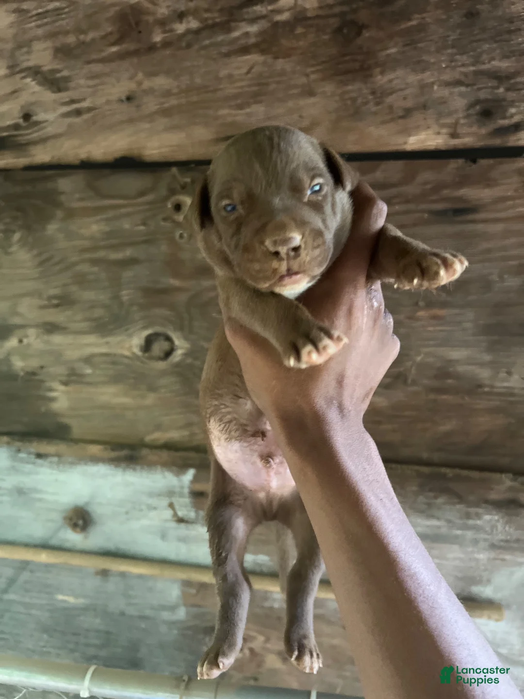 American Pit Bull Terrier dogs for sale: American Pit Bull Terrier 2 - Ad 1