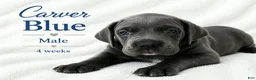 Great Dane dogs for sale: Sibley  - Ad 9