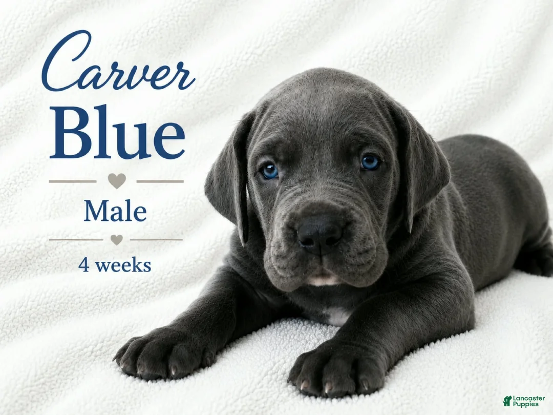 Great Dane dogs for sale: Sibley  - Ad 9