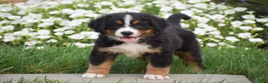 Rambo