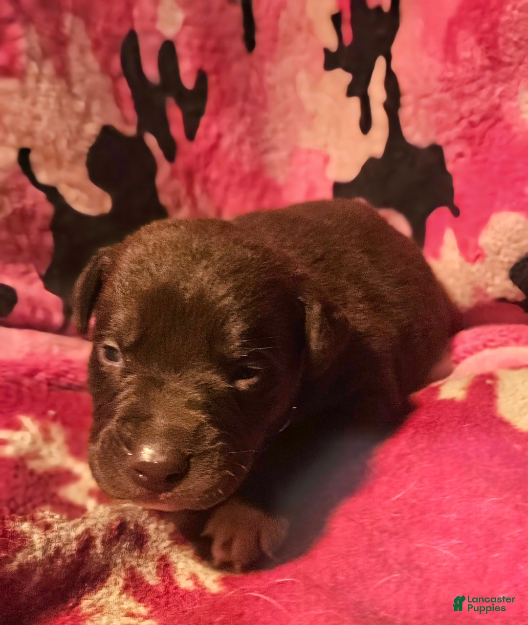 Border Collie dogs for sale: Hook - Ad 1