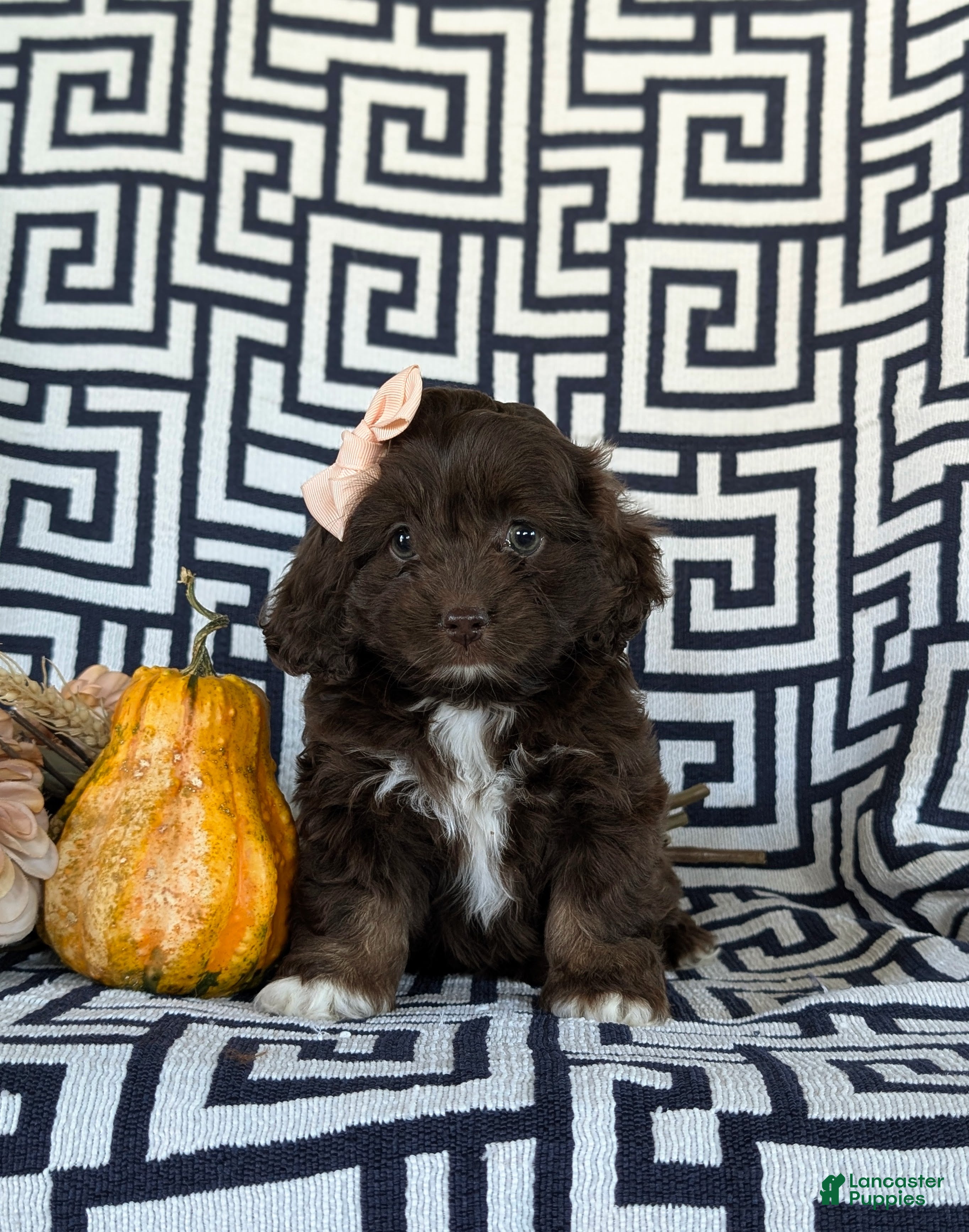 Cockapoo dogs for sale: Jacey - Ad 1