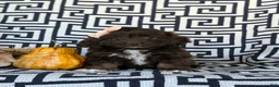 Cockapoo dogs for sale: Jacey - Ad 1