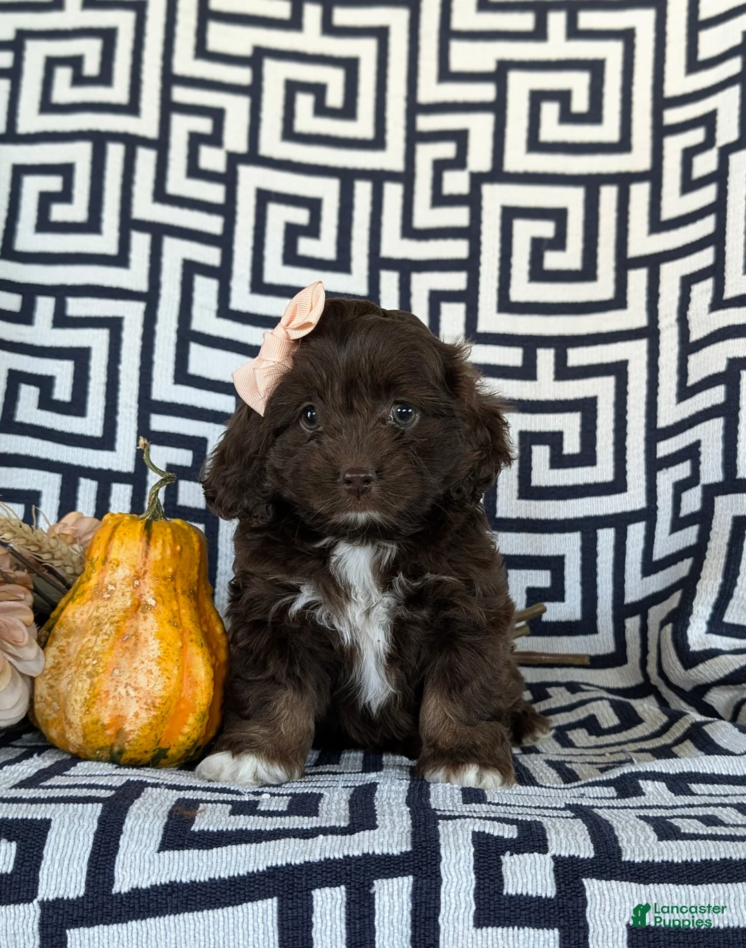 Cockapoo dogs for sale: Jacey - Ad 1