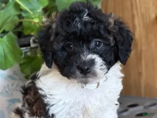 Bichpoo dogs Bandit - Ad 40