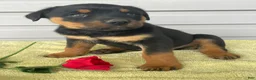 Rottweiler dogs for sale: Bentley - Ad 1