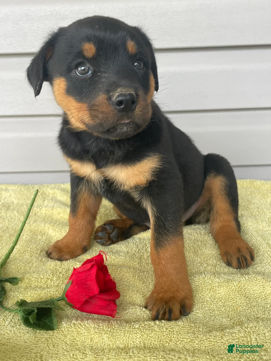 Rottweiler dogs for sale: Bentley - Ad 1