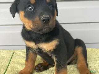 Rottweiler dogs Bentley - Ad 37