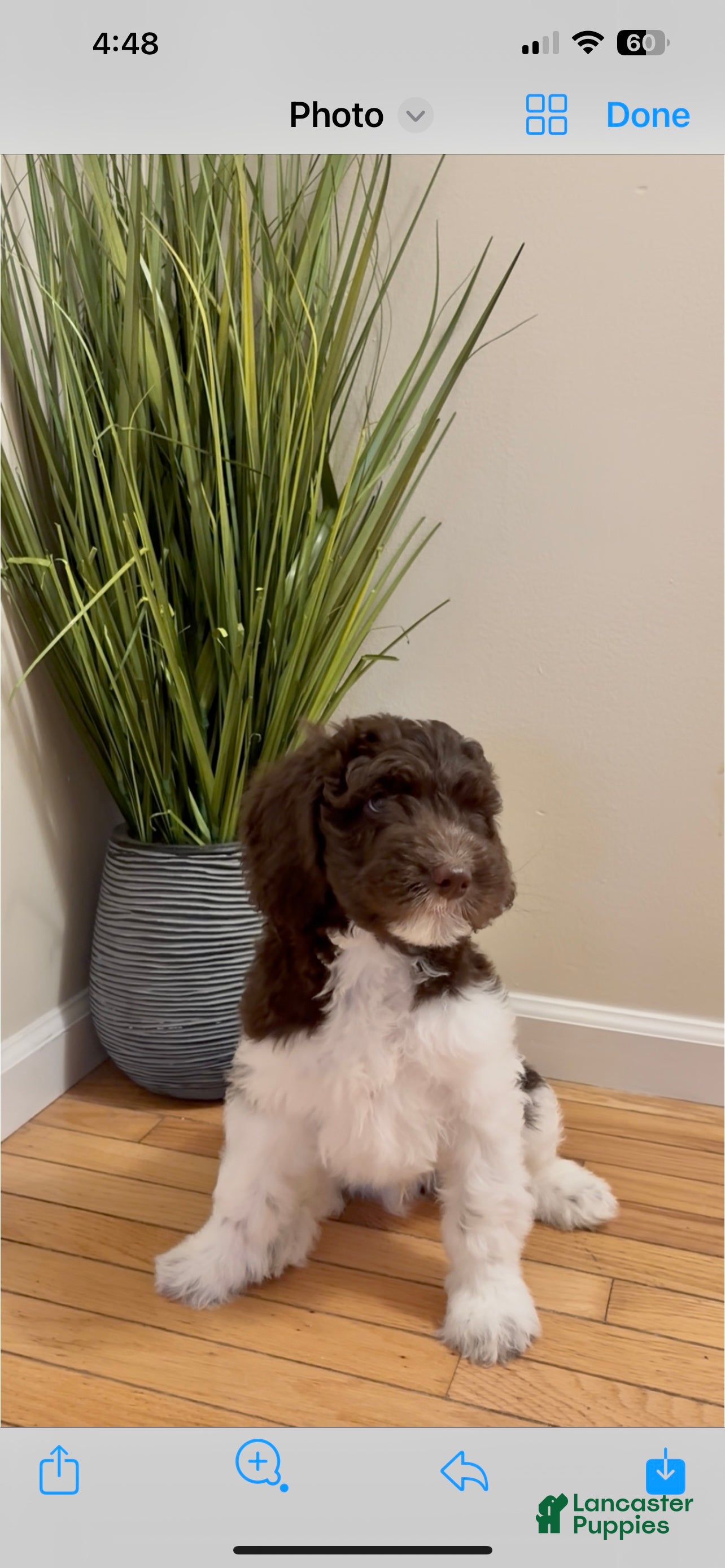 Double Doodle dogs Comet - Ad 9