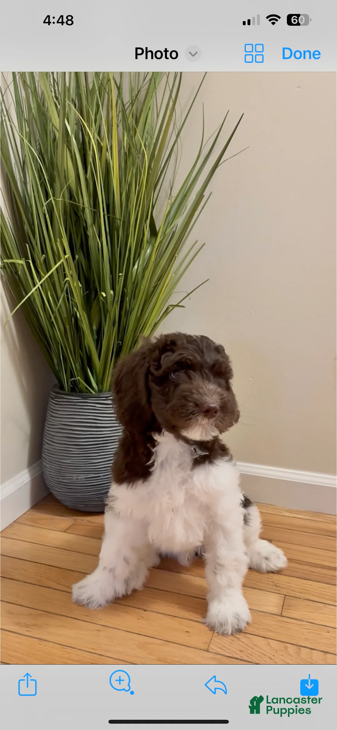 Double Doodle dogs for sale: Comet - Ad 1