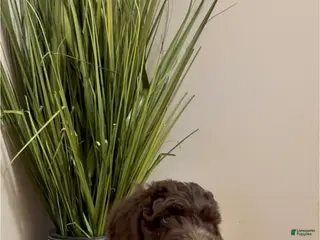 Double Doodle dogs Comet - Ad 9