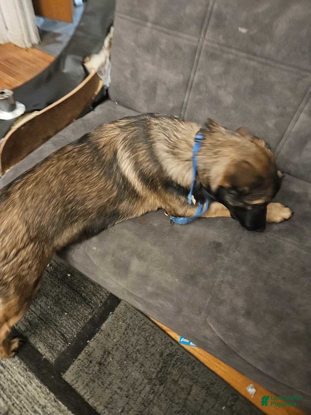 Mixed Breed dogs for sale: Mixed Breed Puppy 1 - Ad 3