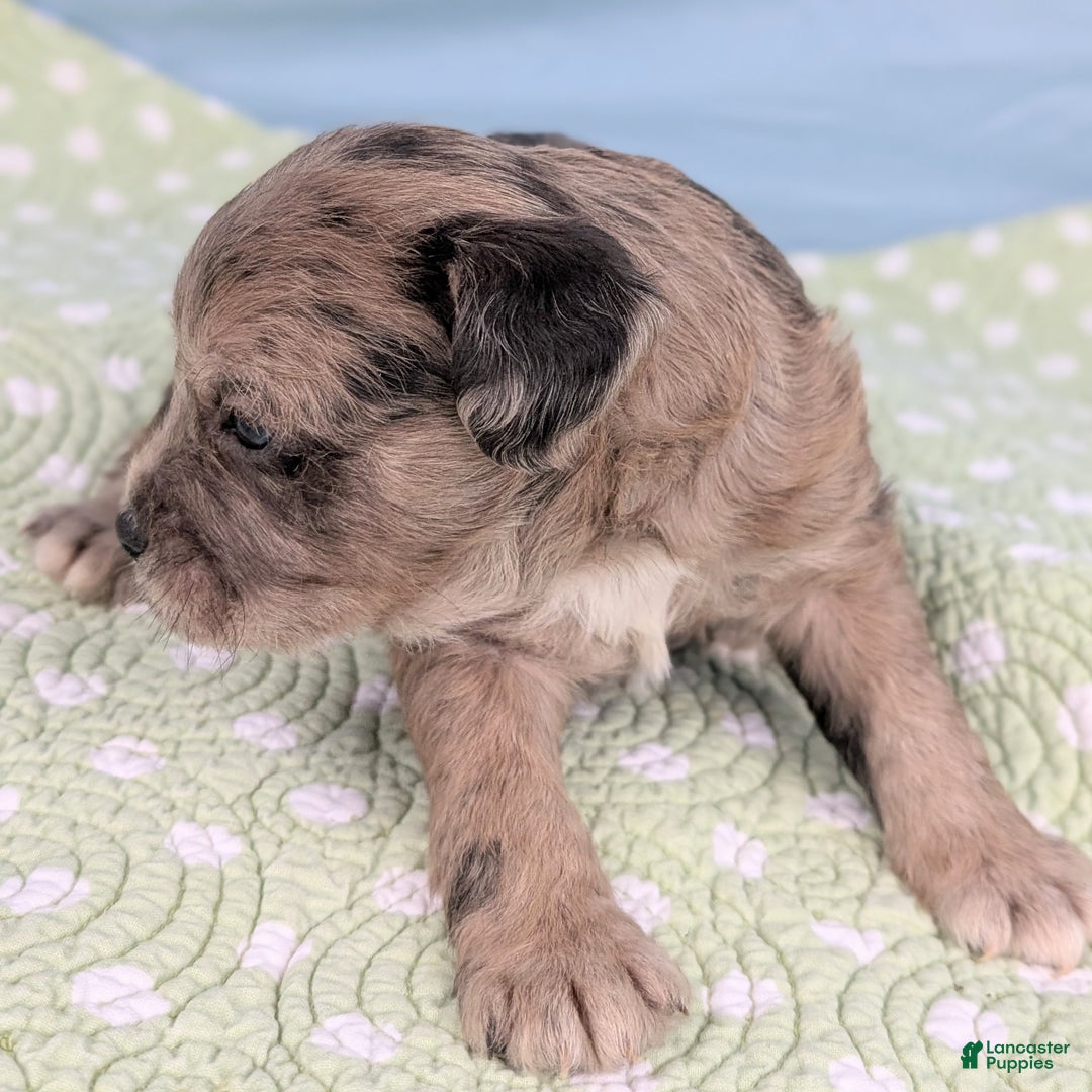 Mixed Breed dogs for sale: King - Ad 4