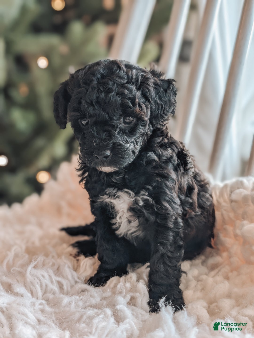 Toy Poodle dogs for sale: Noel - Ad 2