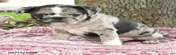 Mixed Breed dogs for sale: Harmony - Ad 3