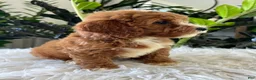 Mini Goldendoodle dogs for sale: Teddy - Ad 4