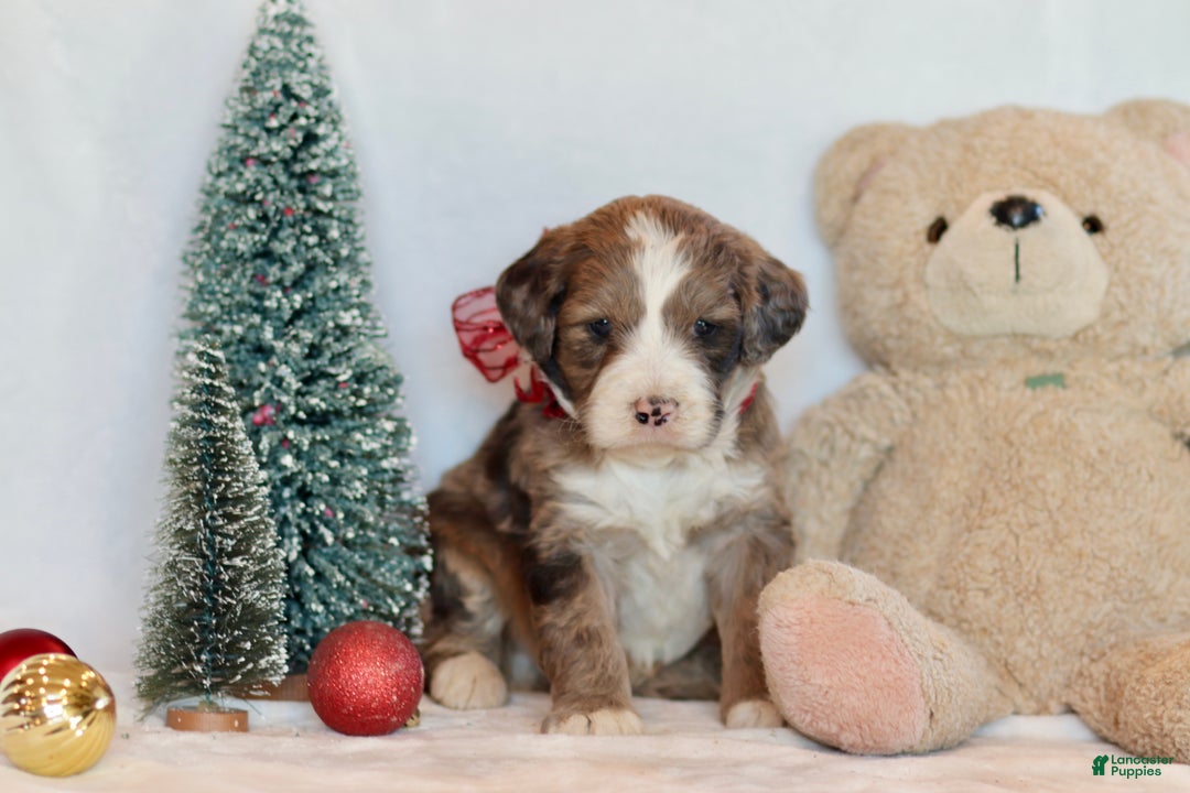 Bernedoodle dogs for sale: Aspen - Ad 8