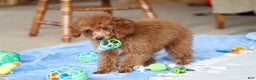 Miniature Poodle dogs for sale: Winston - Ad 2