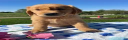 Golden Retriever dogs for sale: Oliver - Ad 2
