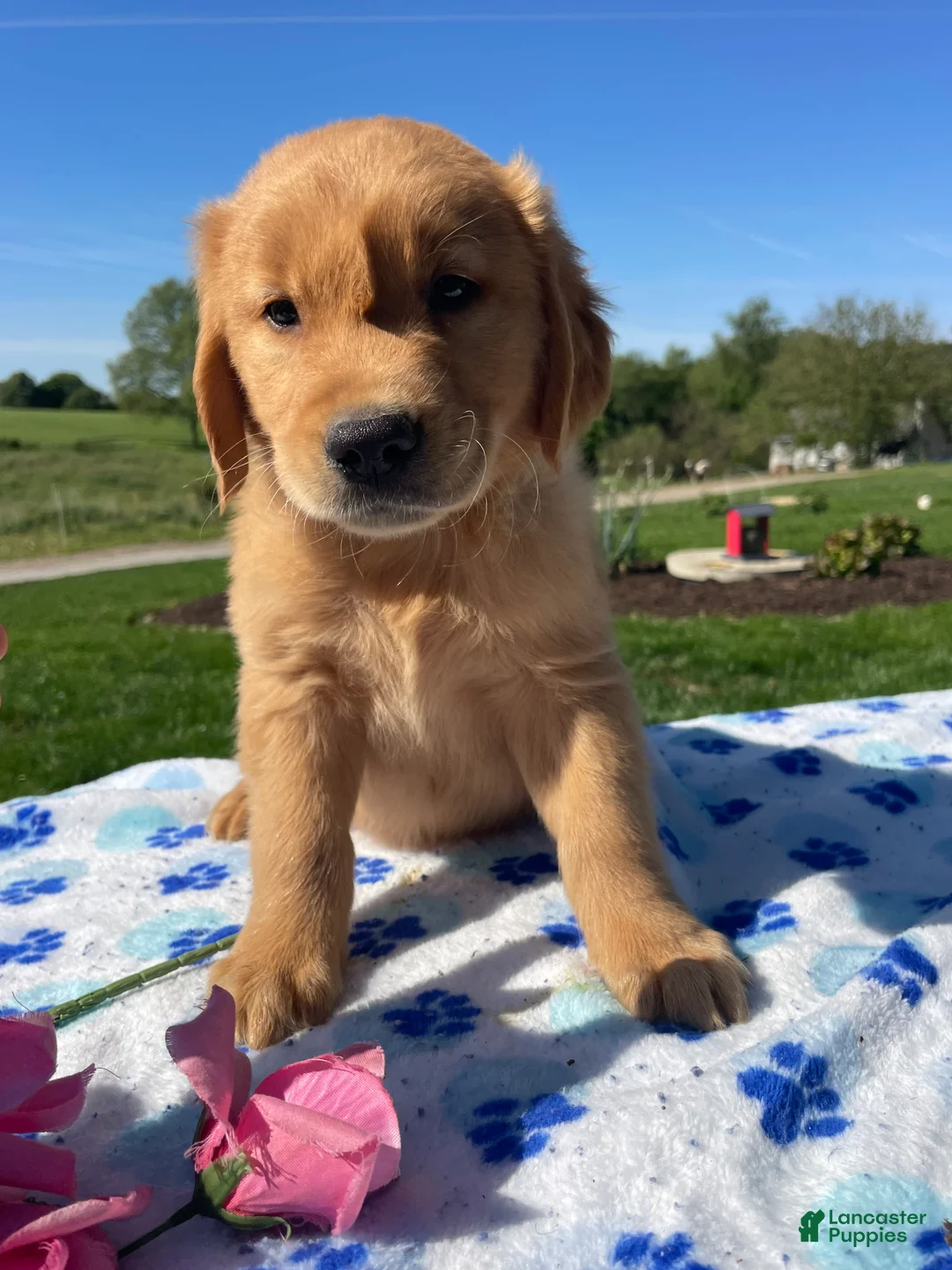 Golden Retriever dogs for sale: Oliver - Ad 2