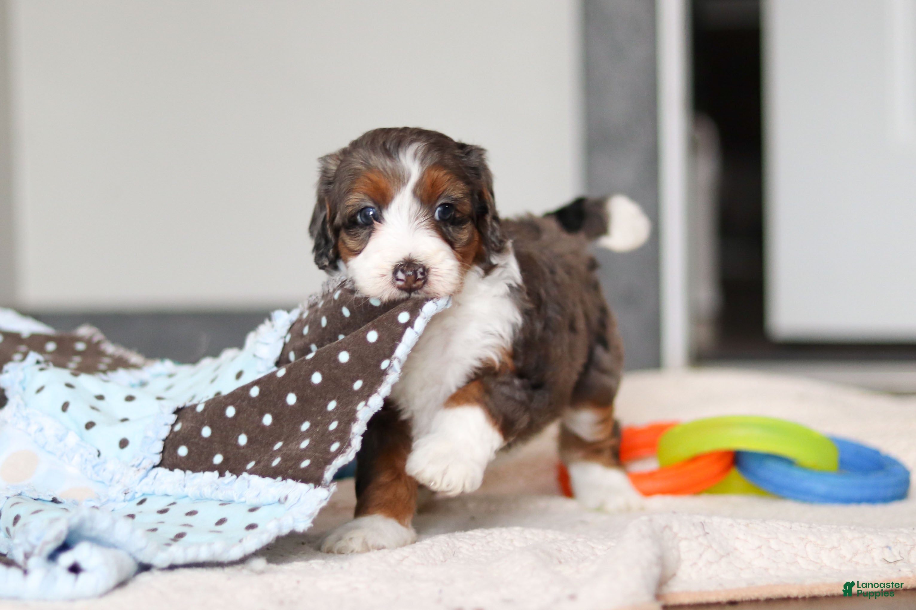 Mini Bernedoodle dogs Danica - Ad 1