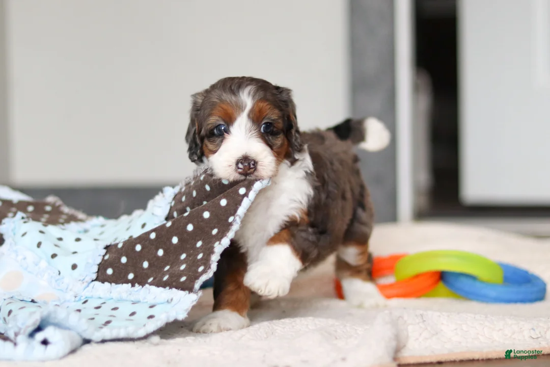 Mini Bernedoodle dogs for sale: Danica - Ad 1