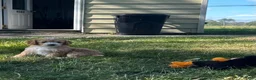 Cockapoo dogs for sale: Snuggles - Ad 7