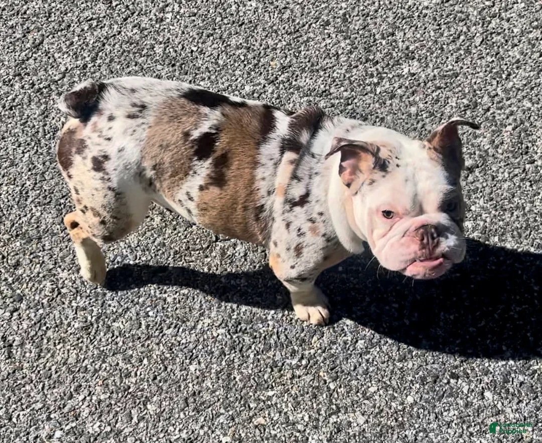 Gallery Image {{count}}