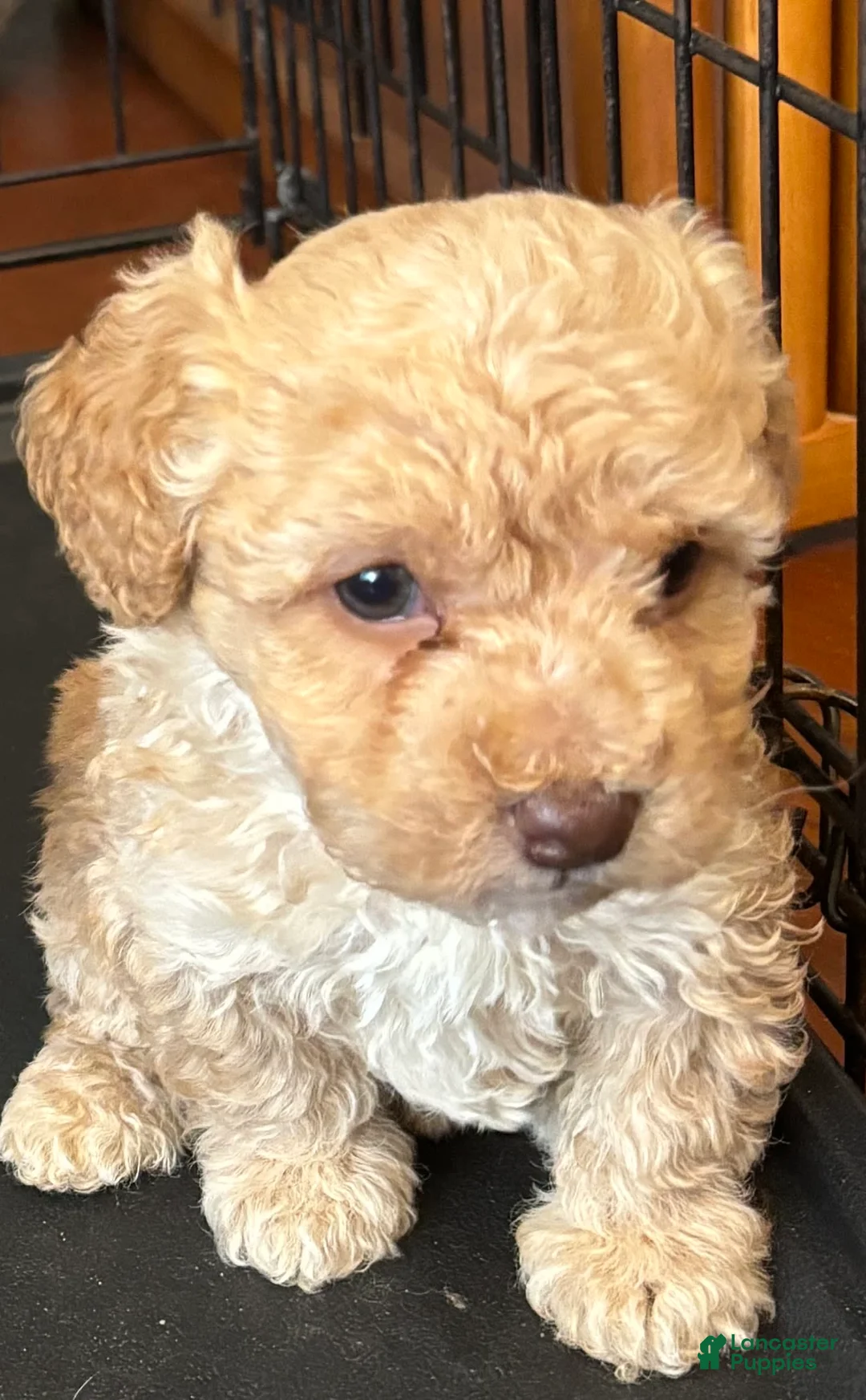 Gallery Image {{count}}