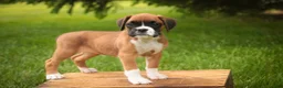 Boxer dogs for sale: Skye - Ad 6