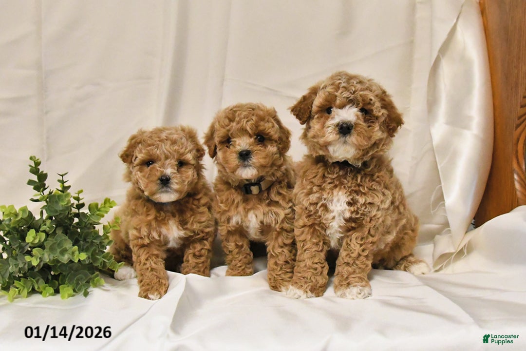 Bichpoo dogs for sale: Sandy - Ad 5