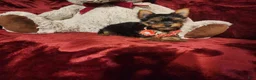 Yorkshire Terrier dogs for sale: POPPY - Ad 6