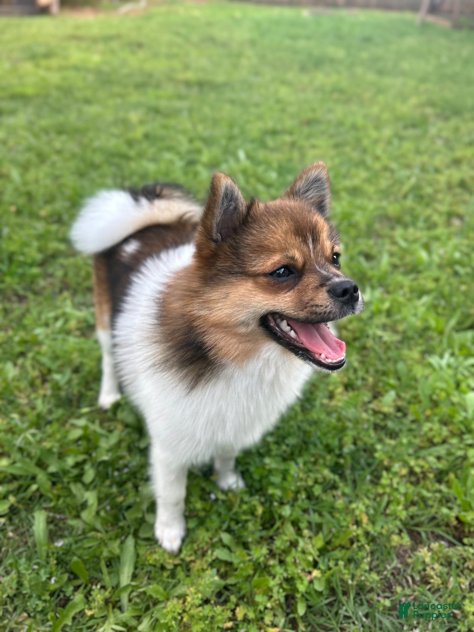 Pomeranian dogs Pomeranian 1 - Ad 27