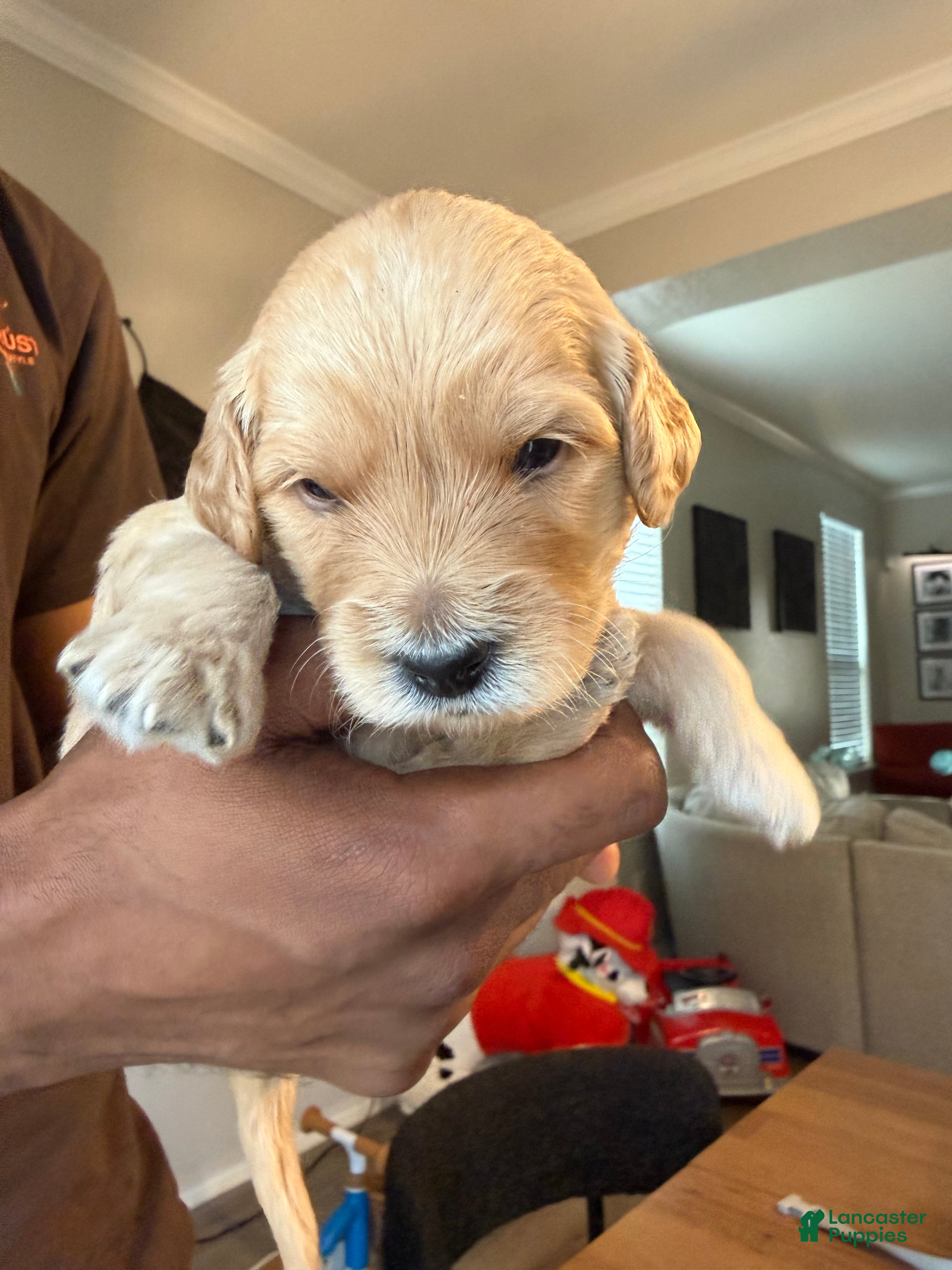 Mini Goldendoodle dogs Gucci - Ad 25