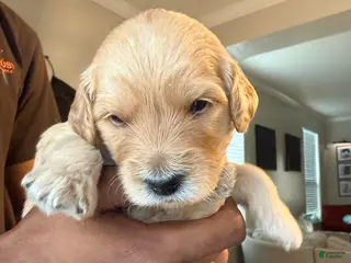 Mini Goldendoodle dogs Gucci - Ad 19