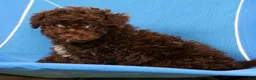 Havapoo dogs for sale: Darla - Ad 9