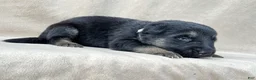 German Shepherd dogs for sale: Shadow - Ad 12
