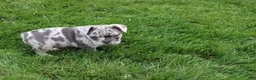 French Bulldog dogs for sale: French Bulldog Puppy 4 - Ad 5