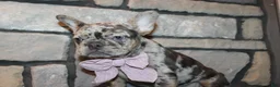 French Bulldog dogs for sale: AKC Zoe - Ad 3