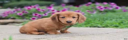 Miniature Dachshund dogs for sale: Ethan - Ad 2