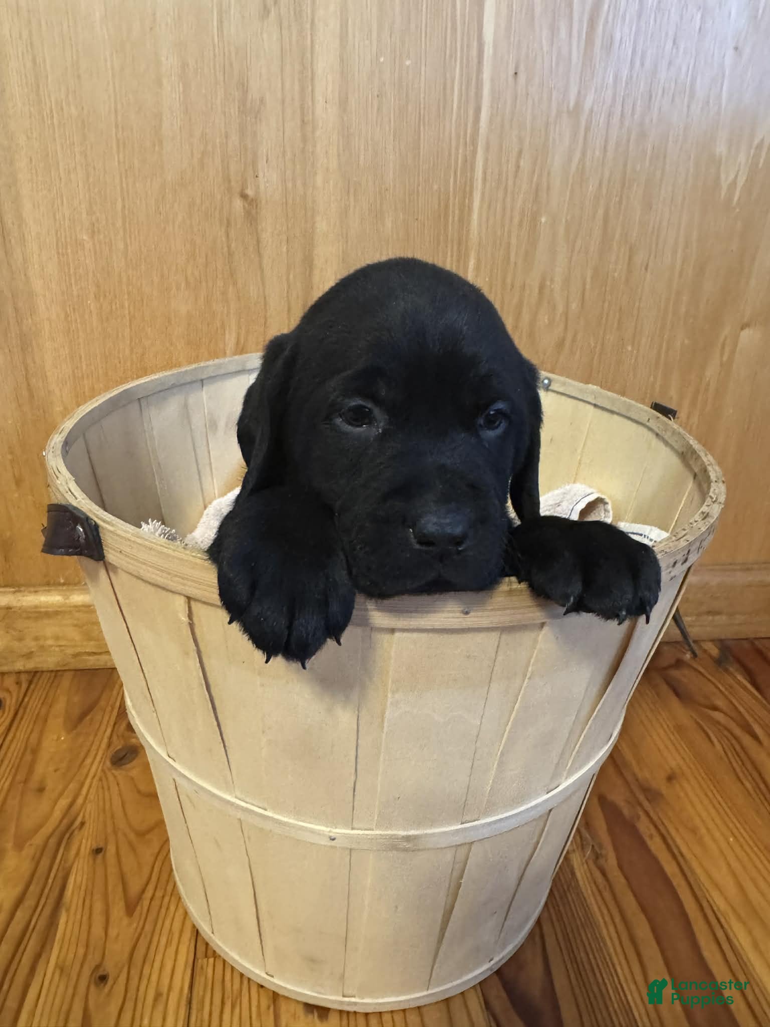 Labrador Retriever dogs Fern - Ad 37