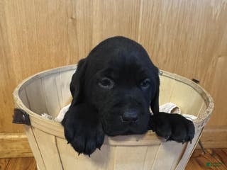 Labrador Retriever dogs Fern - Ad 37