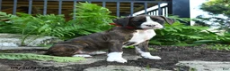 Boxer dogs for sale: Delta - Ad 4