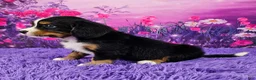 Miniature Bernese Mountain Dog dogs for sale: Riley - Ad 3