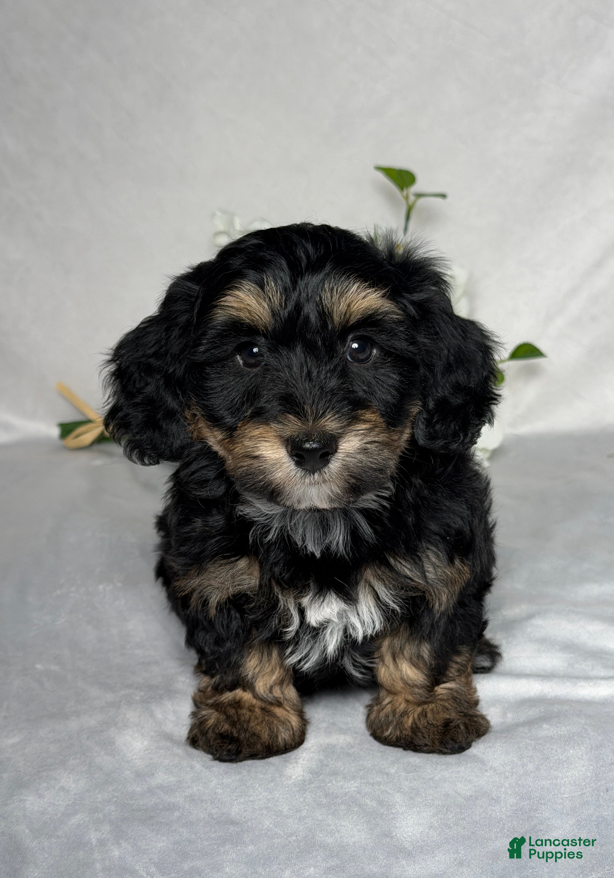 Mixed Breed dogs Chase - Ad 1