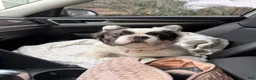 French Bulldog dogs for sale: 💙Blue Merle Male French Bulldog  - Ad 6