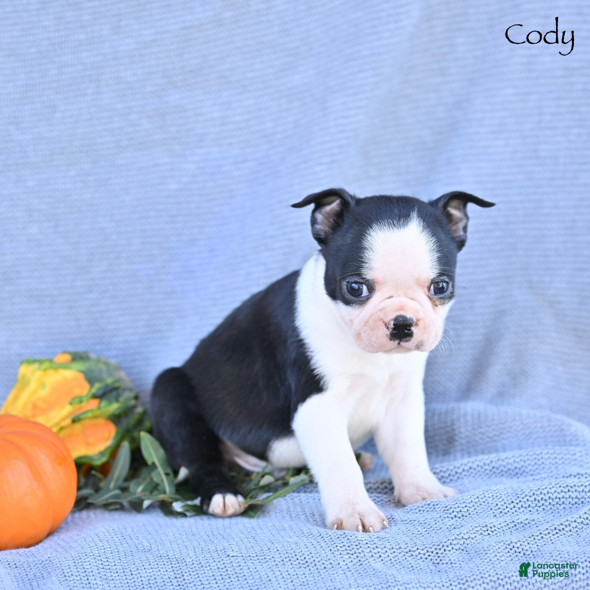 Boston Terrier dogs Cody - Ad 1