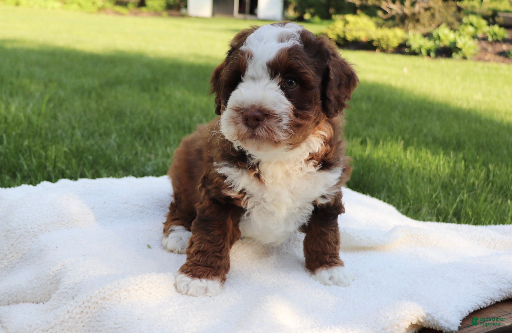 Mini Bernedoodle dogs Teddy - Ad 2
